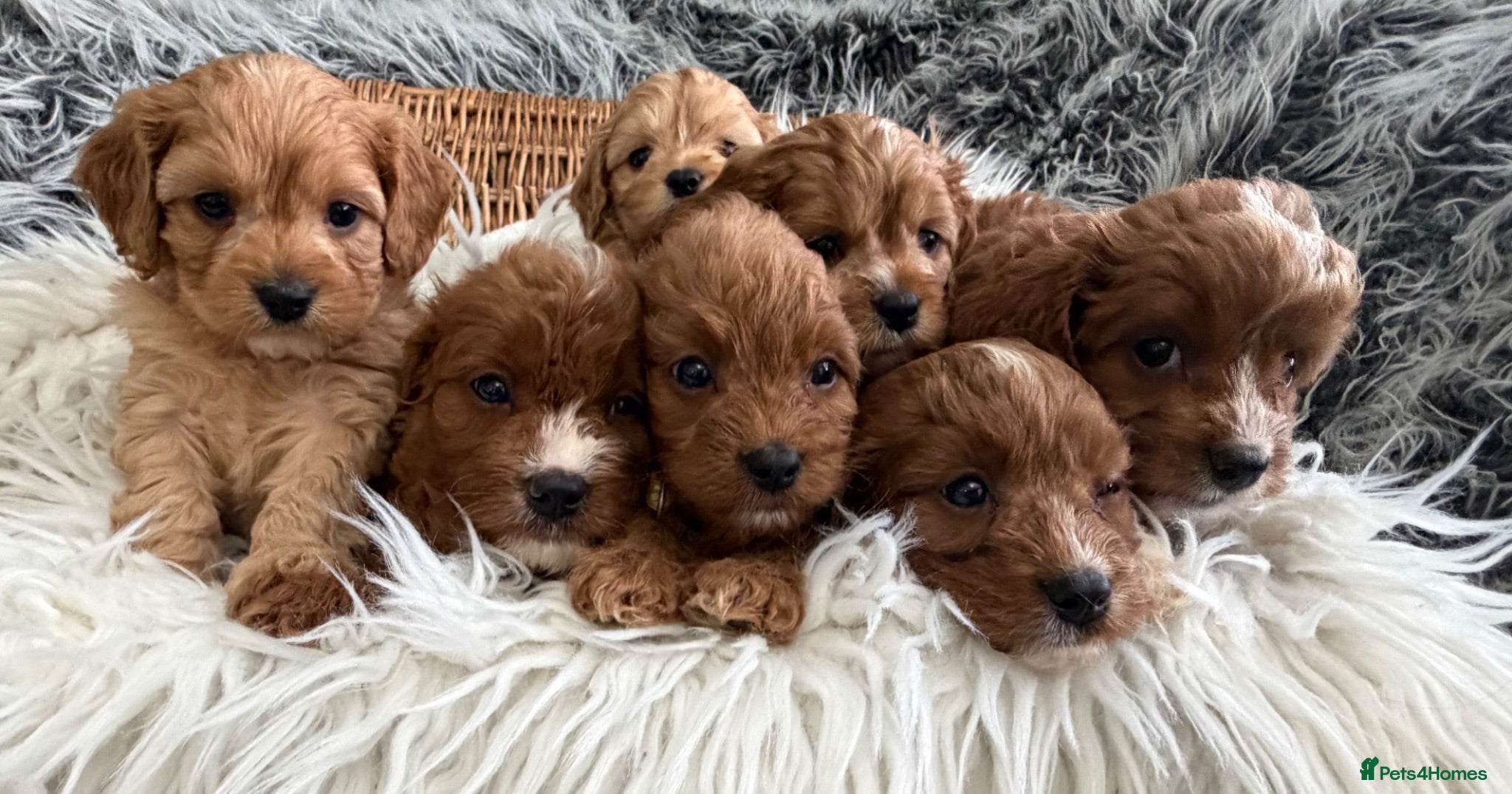 Cavapoo dogs EXCEPTIONAL EXTENSIVELY HEALTH TESTED CAVAPOOS  - Advert 1