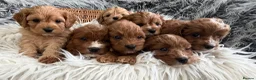 Cavapoo dogs for sale: EXCEPTIONAL EXTENSIVELY HEALTH TESTED CAVAPOOS  - Advert 1