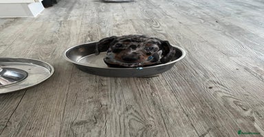 Dachshund dogs - Advert 7