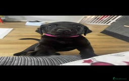 Mixed Breed dogs for sale: Puppies for sale - Image 1