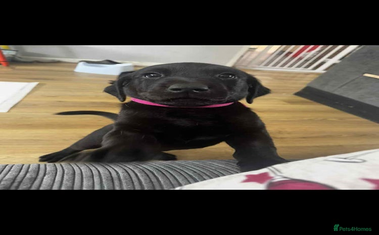 Mixed Breed dogs - Advert 10