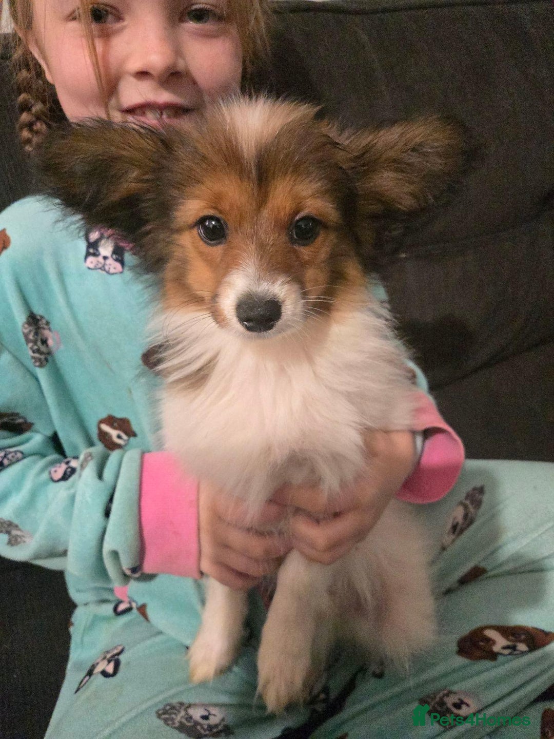 Papillon dogs for sale: Females and Males PureBred Papillon Pups - Advert 3