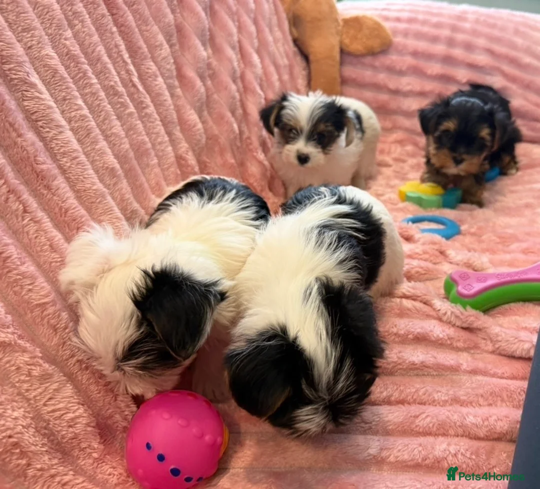 Yorkshire Terrier dogs for sale: Miniature Yorkshire Terrier Puppies  - Advert 4