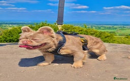 French Bulldog dogs for stud: 🦁GIZMO🦁 in Manchester - Image 1