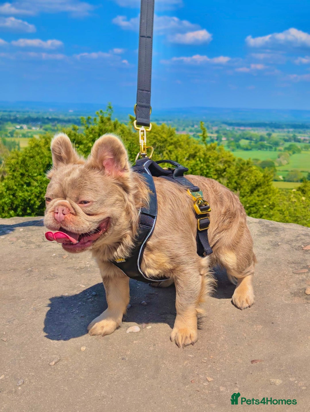 French Bulldog dogs for stud: 🦁GIZMO🦁 in Manchester - Image 1