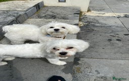 Maltese dogs for sale: KC Reg Korean Maltese girls - Image 15