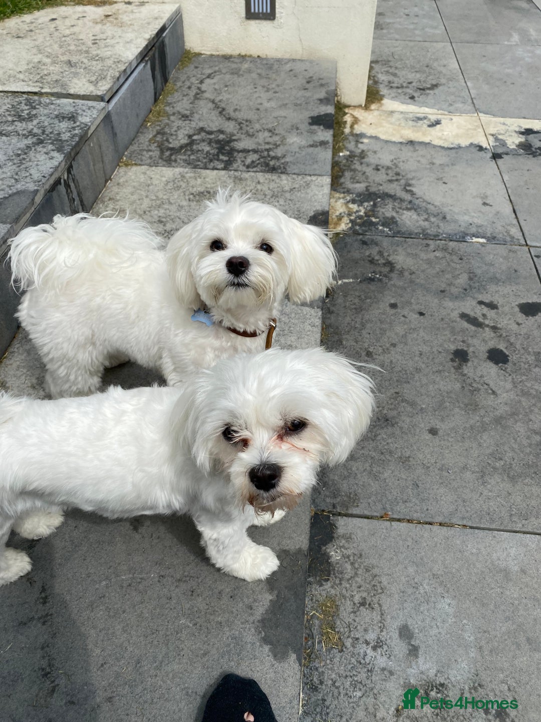 Maltese dogs for sale: KC Reg Korean Maltese girls - Image 15