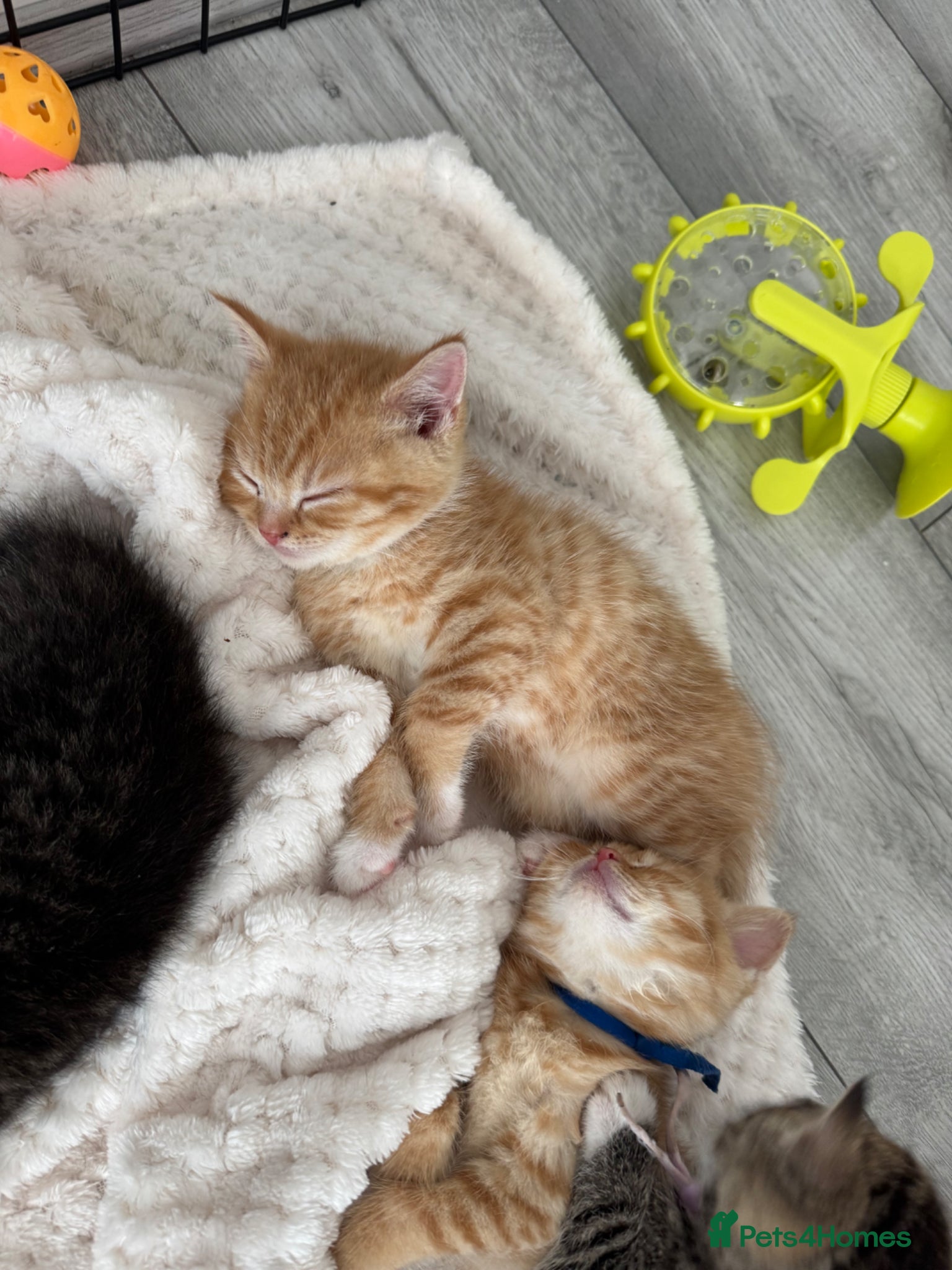 British Shorthair cats British shorthair cross ocicat kittens  - Advert 7