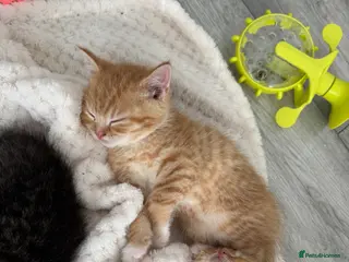 British Shorthair cats British shorthair cross ocicat kittens - Advert 1