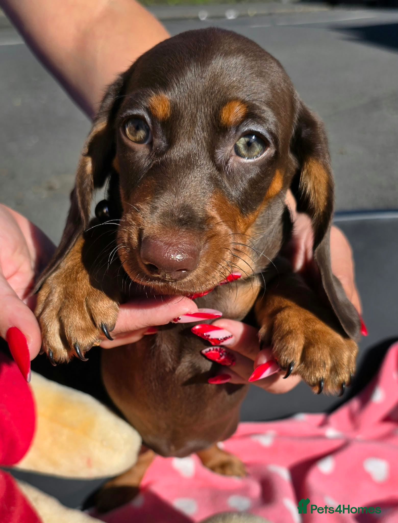 Dachshund dogs Medium sized' short legged Dachshund puppies - Advert 2