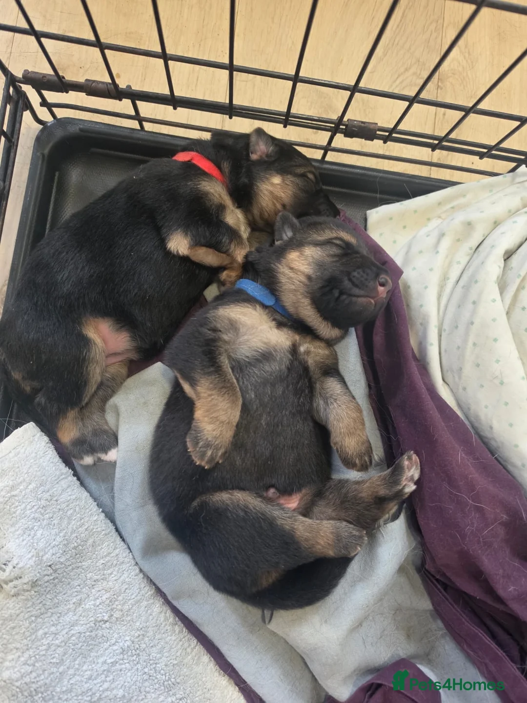 German Shepherd dogs for sale: German Shepherd Pups in Newcastle - Advert 2