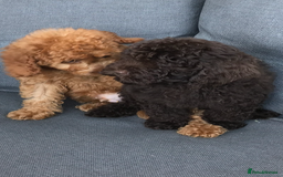 Cockapoo dogs for sale: Beautiful Health clear Cockapoos - Image 11