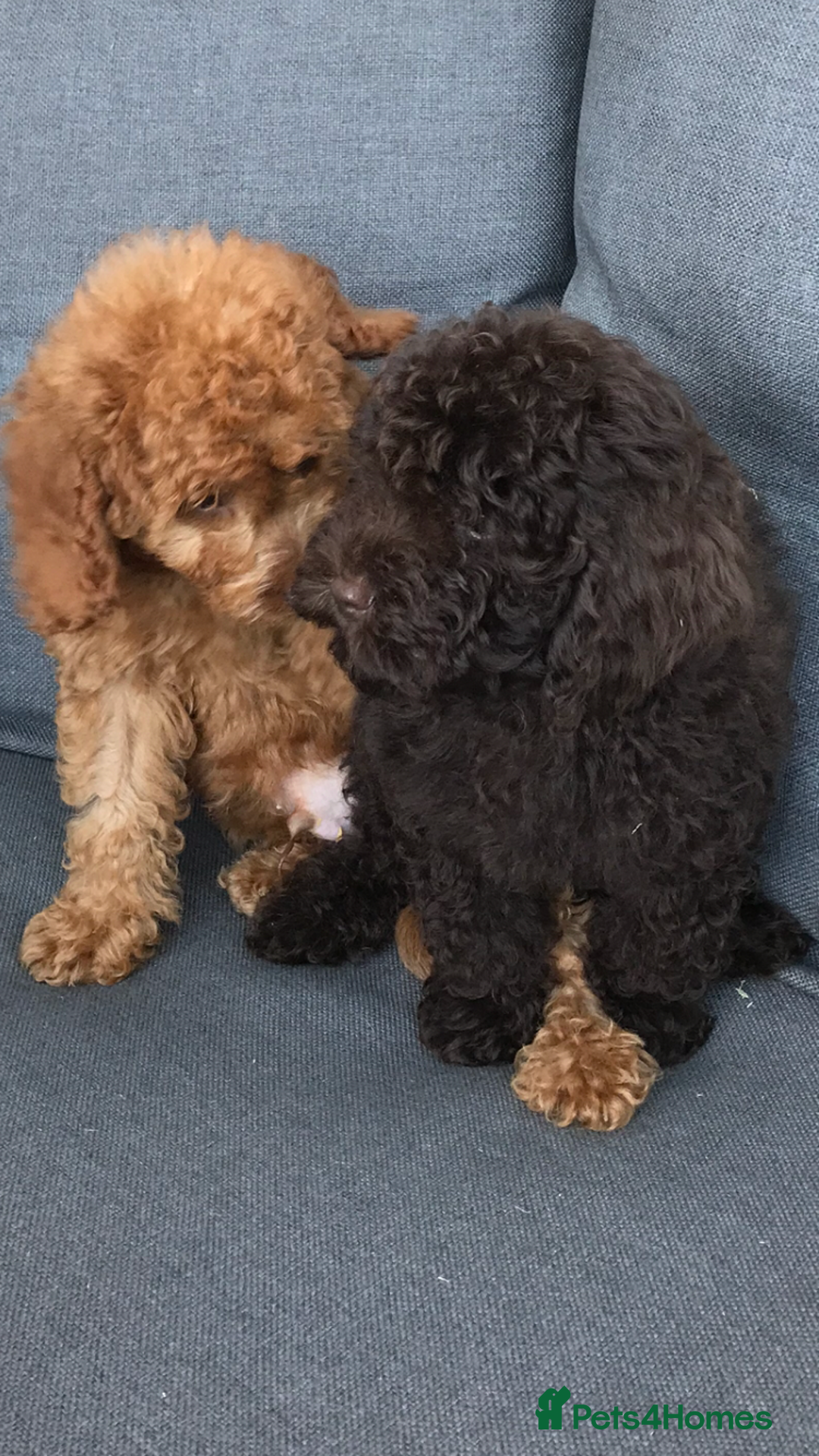Cockapoo dogs for sale: Beautiful Health clear Cockapoos - Image 11