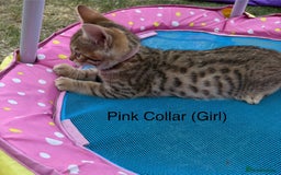 Bengal cats for sale: Beautiful litter of spotted Bengal kittens - Ready - Image 24