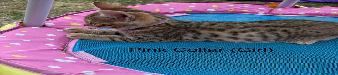 Bengal Kitten 6