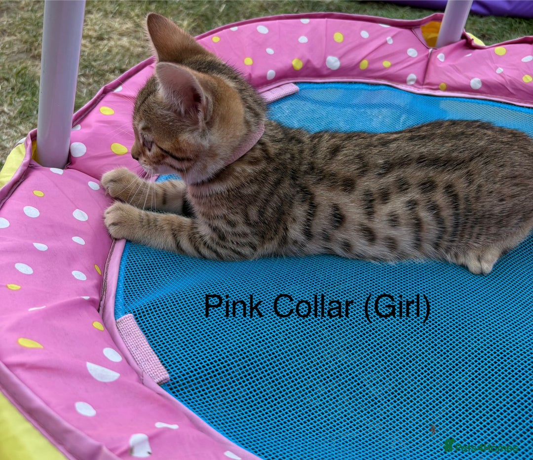 Bengal cats for sale: Beautiful litter of spotted Bengal kittens - Ready - Image 24