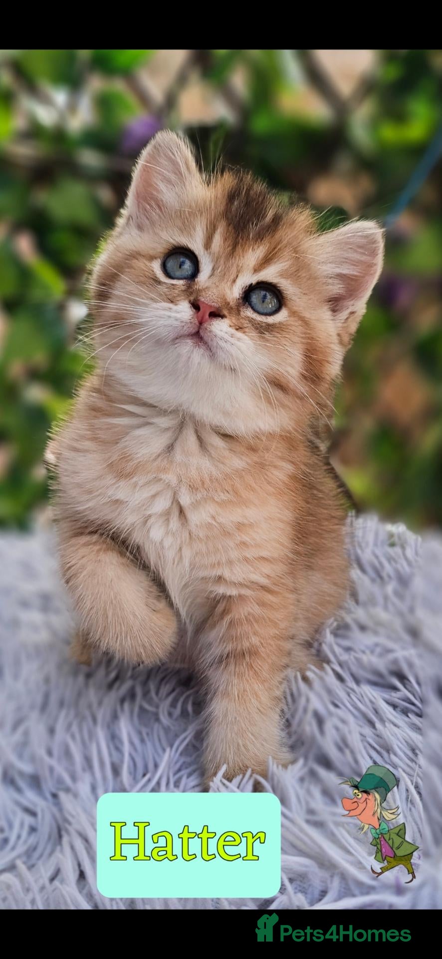 British Shorthair cats 🔯 Stunning Black Golden ♂️🐈🔯 - Advert 2