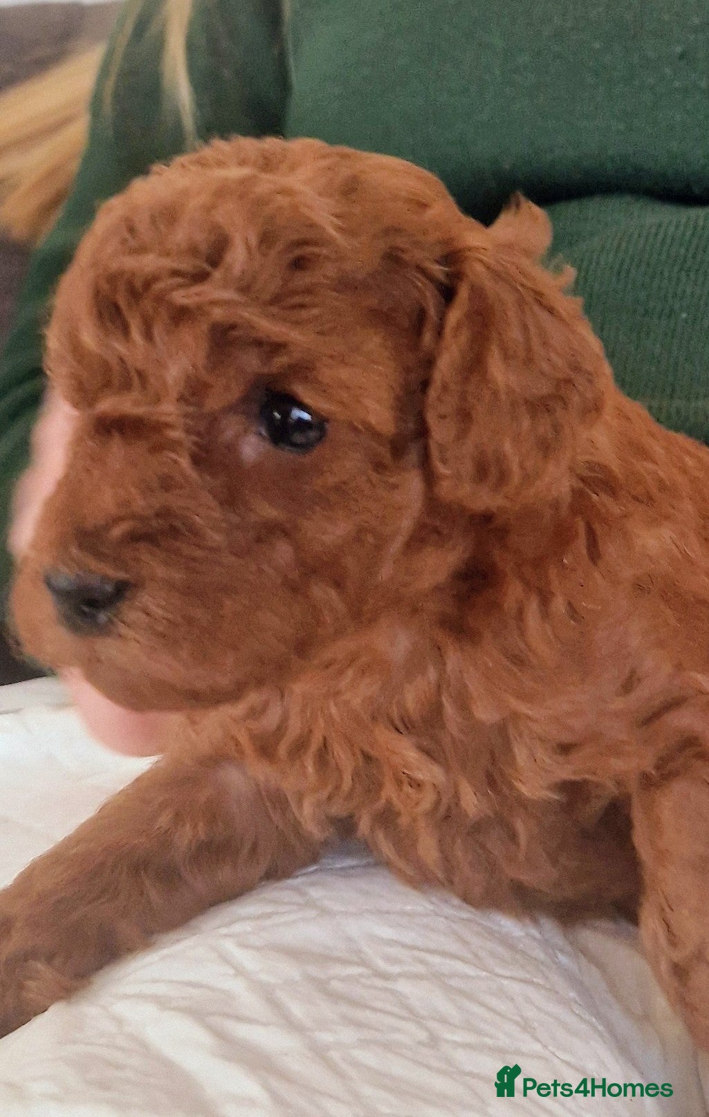 Miniature Poodle dogs Gorgeous Fox Red Miniature Poodles  - Advert 2