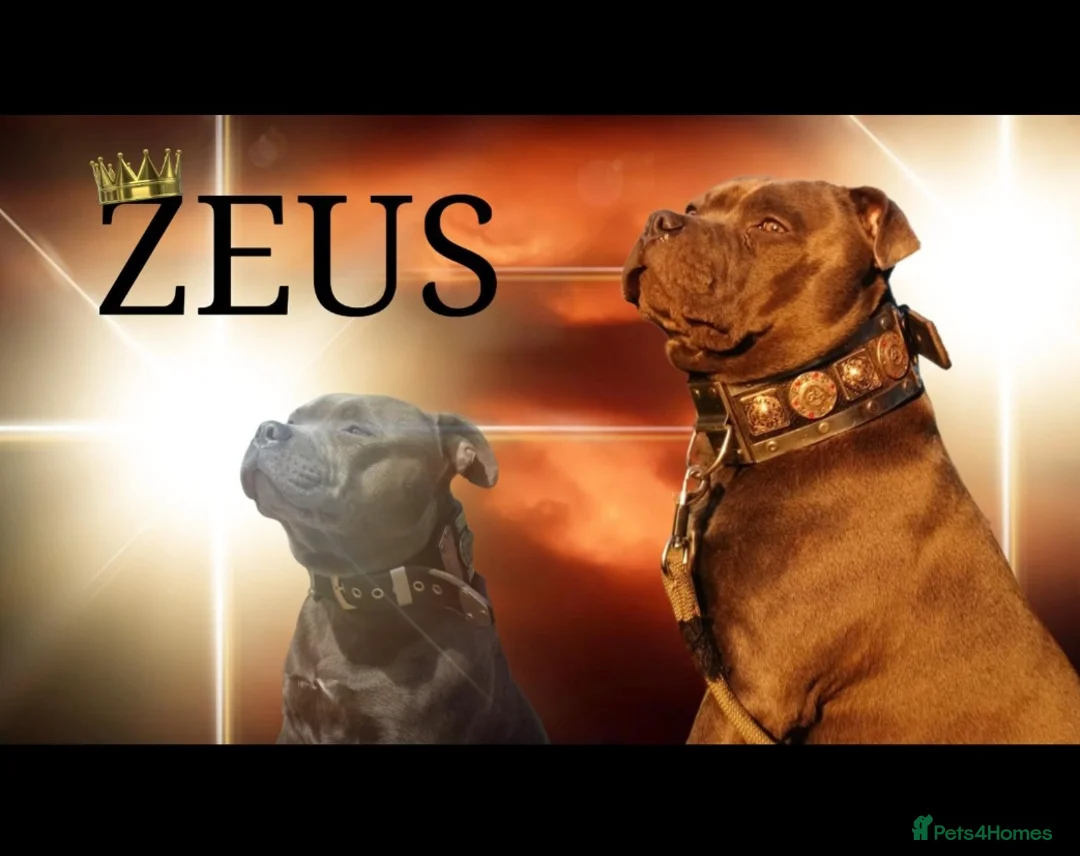 Staffordshire Bull Terrier dogs for stud: Zeus for stud, stunning fully kc blue staffy boy  - Advert 1