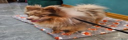 Pomeranian dogs for stud: Outstanding Pomeranian Stud in Liverpool - Advert 1
