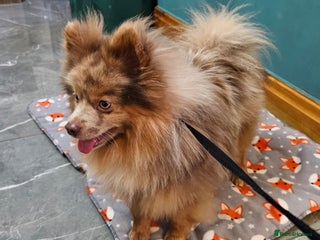 Pomeranian dogs in Liverpool - Advert 35