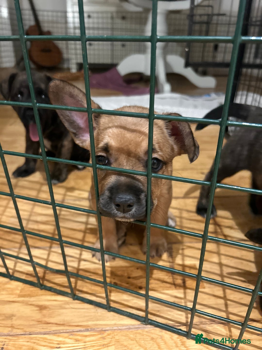 Mixed Breed dogs for sale: Follie (French bulldog / border collie) pups 4sale - Image 20