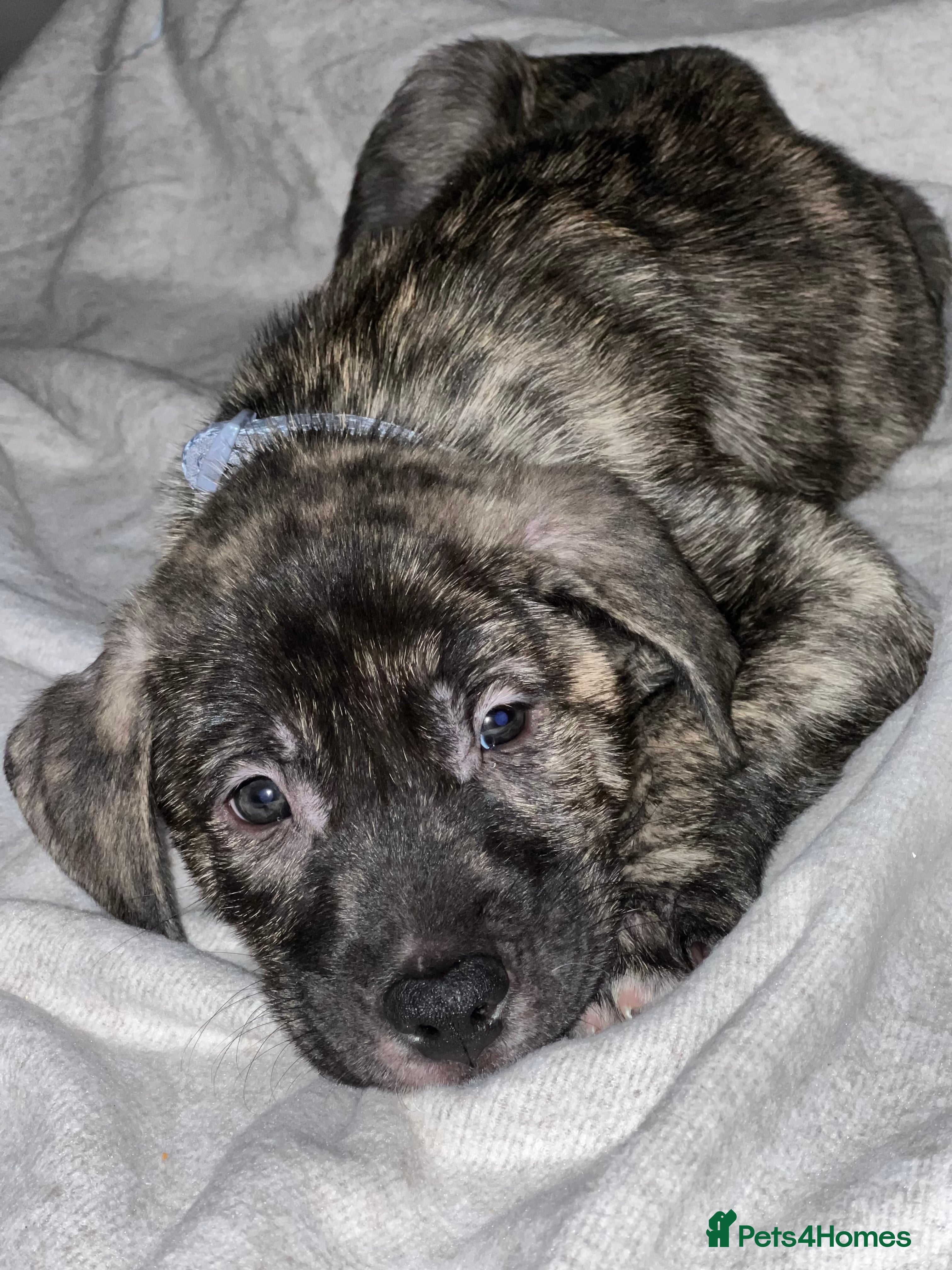 Mixed Breed dogs Male puppy ready for new home  - Advert 1