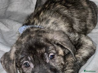 Mixed Breed dogs Male puppy ready for new home - Advert 1