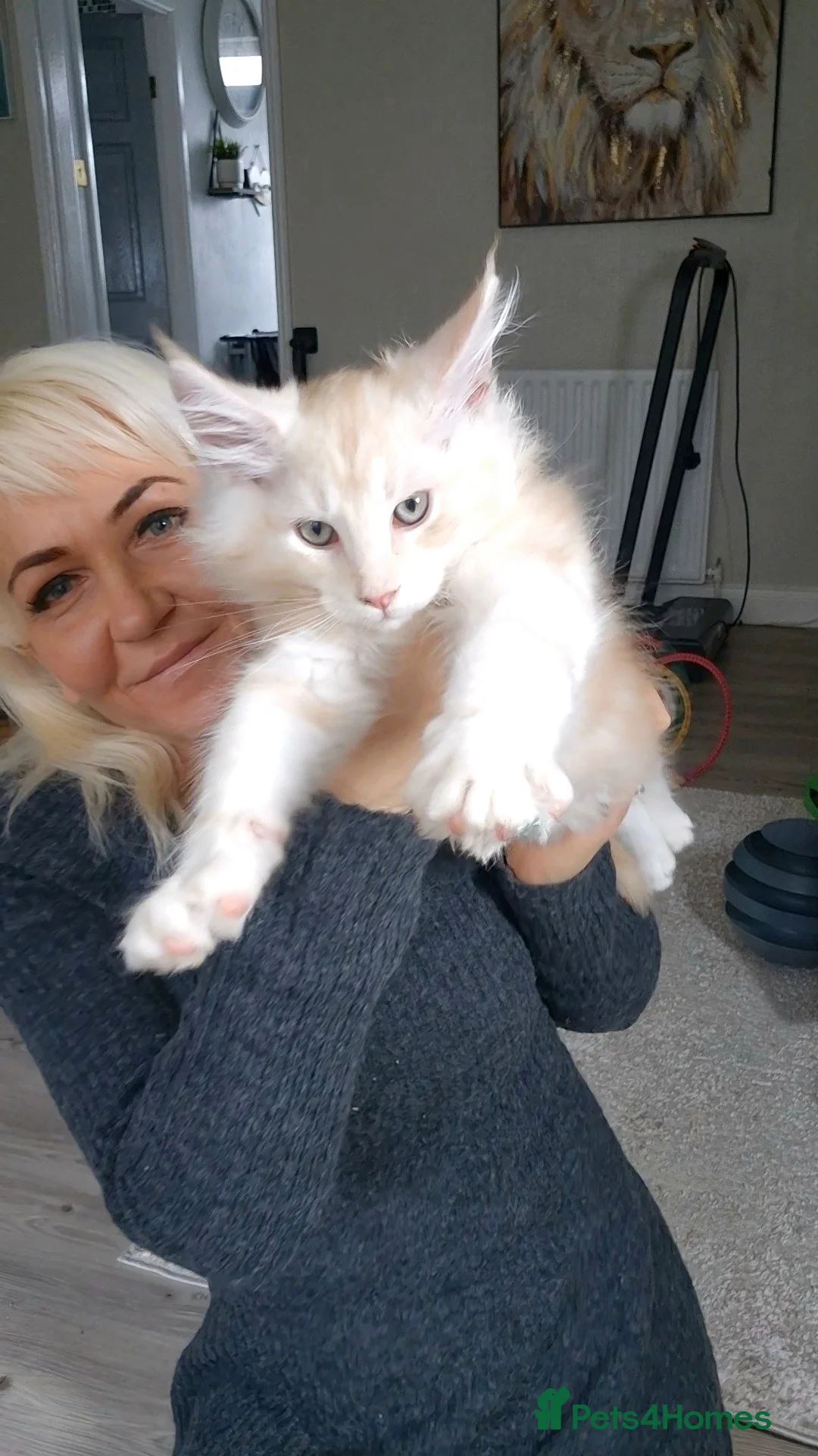 Maine Coon cats for sale: Beautiful Maine Coon boys . - Advert 41