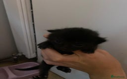 Mixed Breed cats for sale: Kittens for sale  - Image 7