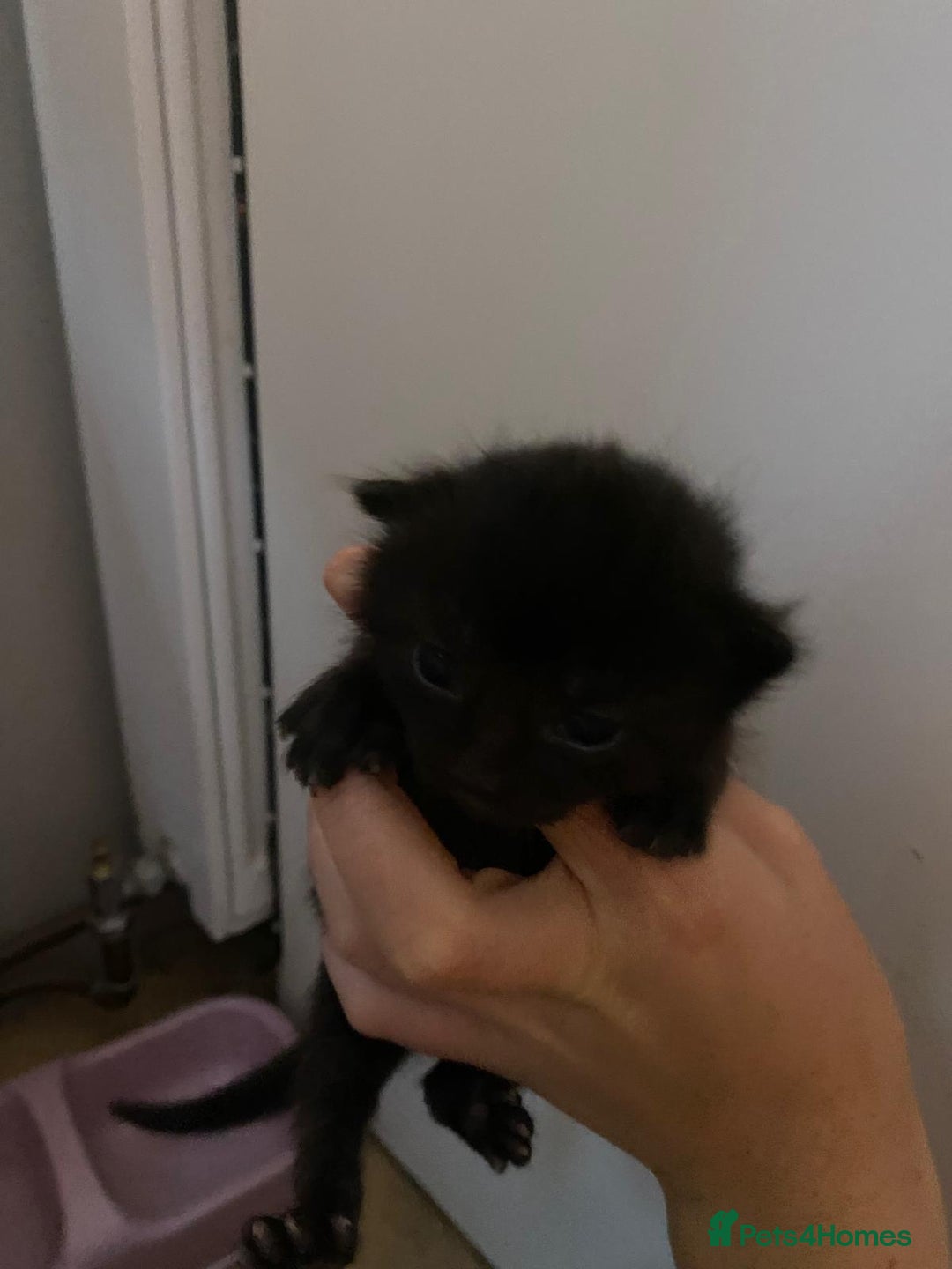 Mixed Breed cats for sale: Kittens for sale  - Image 7