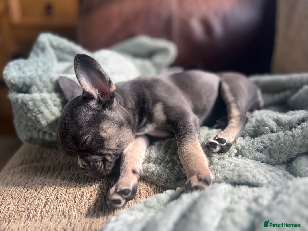 French Bulldog dogs for sale: Lilac Frenchton Girl  - Image 1
