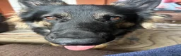 German Shepherd dogs for sale: Loving German Shepherd male - Advert 4