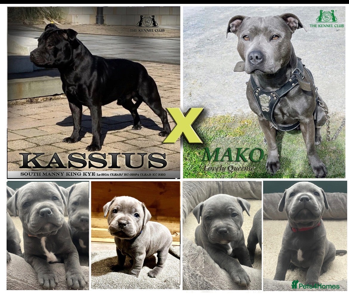 Staffordshire Bull Terrier dogs Staffordshire Blue KC Registered Kassius Pups - Advert 16