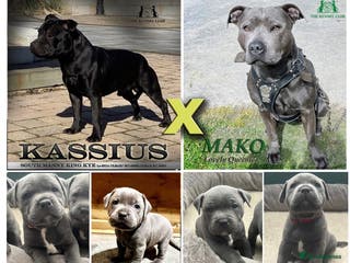 Staffordshire Bull Terrier dogs Staffordshire Blue KC Registered Kassius Pups - Advert 6