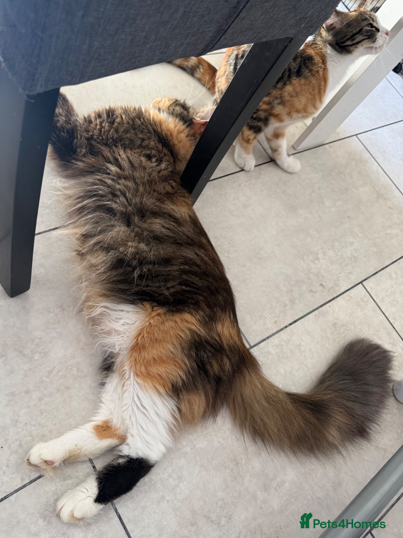 Maine Coon cats LAST MALE MAINE COON X KITTEN LEFT! - Advert 16