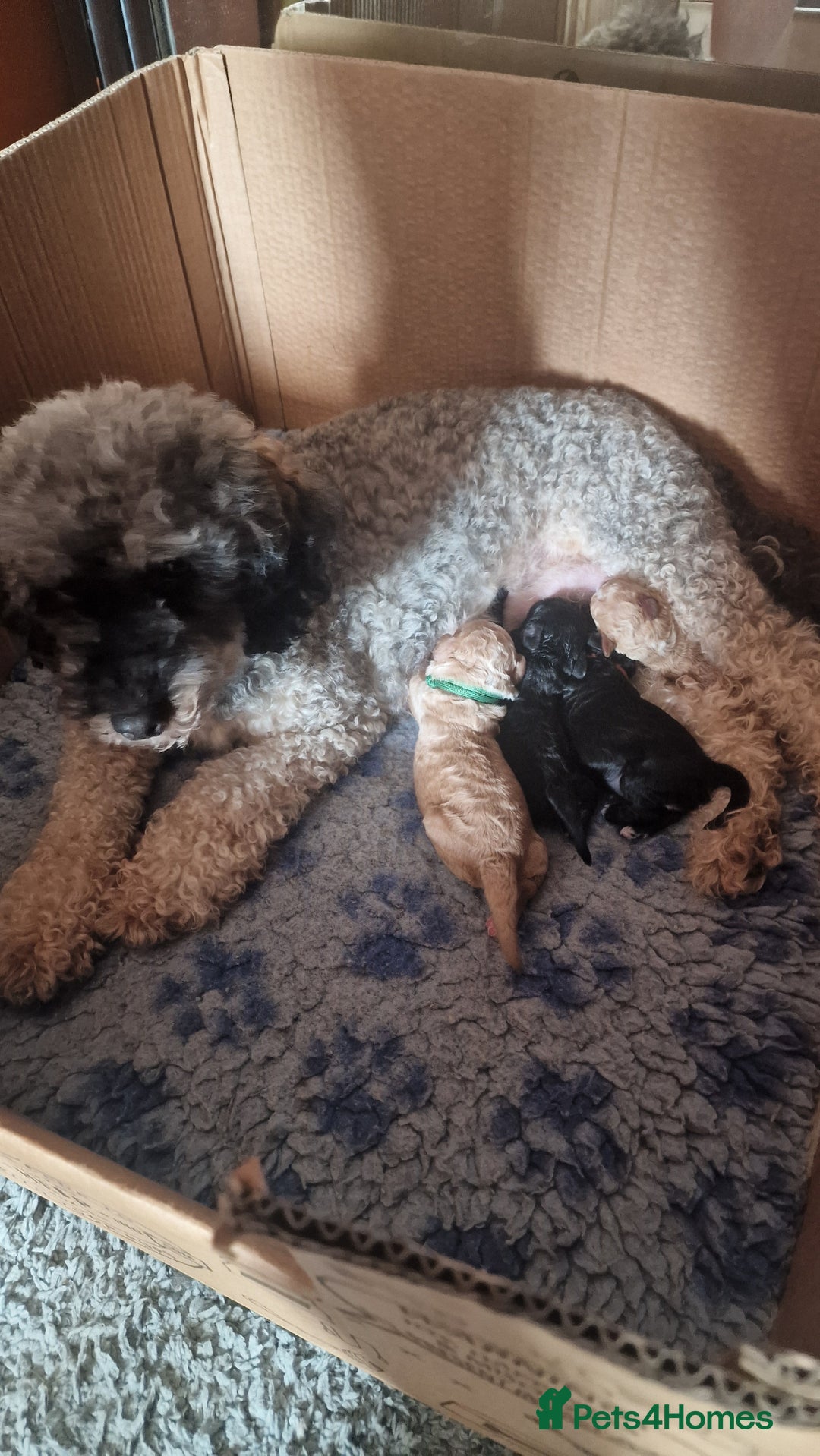 Miniature Poodle dogs for sale: Beautiful Miniature Poodle Puppies PRA clear  - Image 1