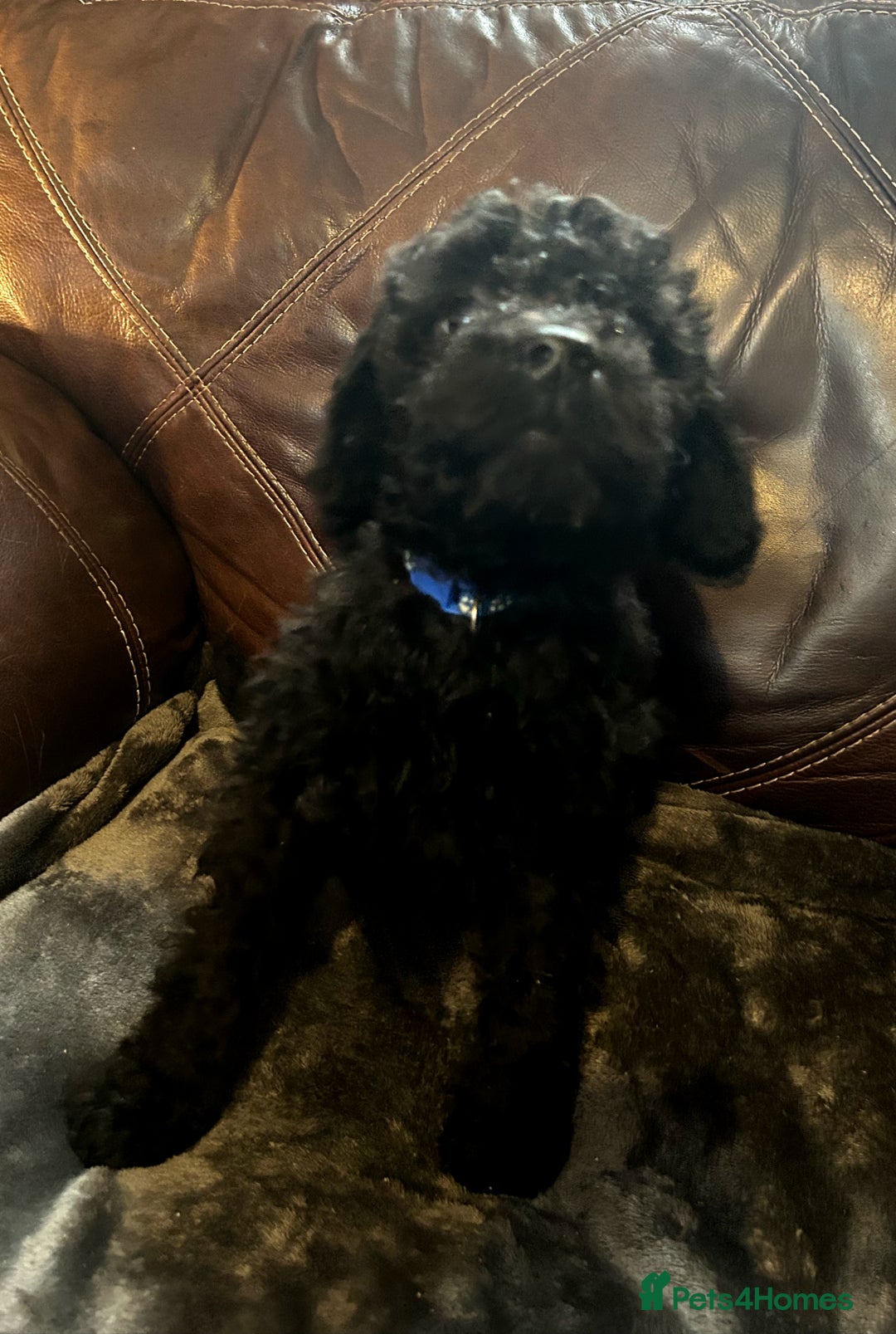 Labradoodle dogs for sale: stunning F2 labradoodle puppies... Available now - Advert 3