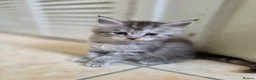 Maine Coon cats for sale: Pedigree TICA Registered Maine Coon Kittens - Advert 17