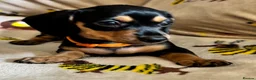 Miniature Dachshund dogs for sale: 3 miniature dachshund pups, female black and tan in Newport - Advert 1