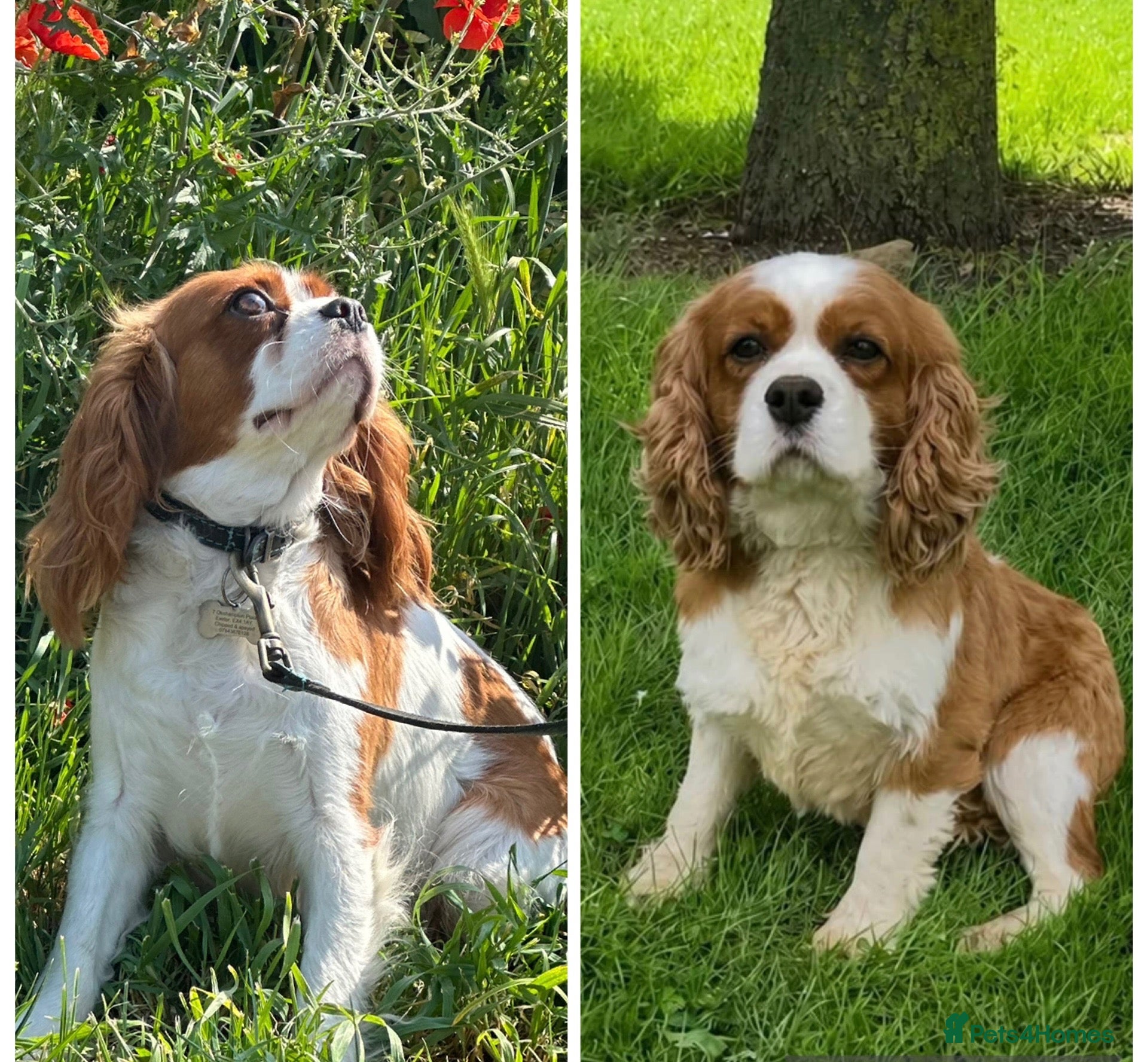 Cavalier King Charles Spaniel dogs KC Registered Cavalier Puppies Waiting List - Advert 5