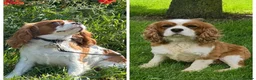 Cavalier King Charles Spaniel dogs for sale: KC Registered Cavalier Puppies Waiting List - Advert 1