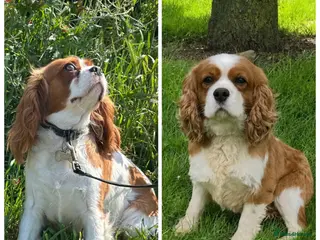 Cavalier King Charles Spaniel dogs KC Registered Cavalier Puppies Waiting List - Advert 5