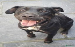 Mixed Breed dogs for sale: Rottweiler x English Bull terrior bitch - Advert 4