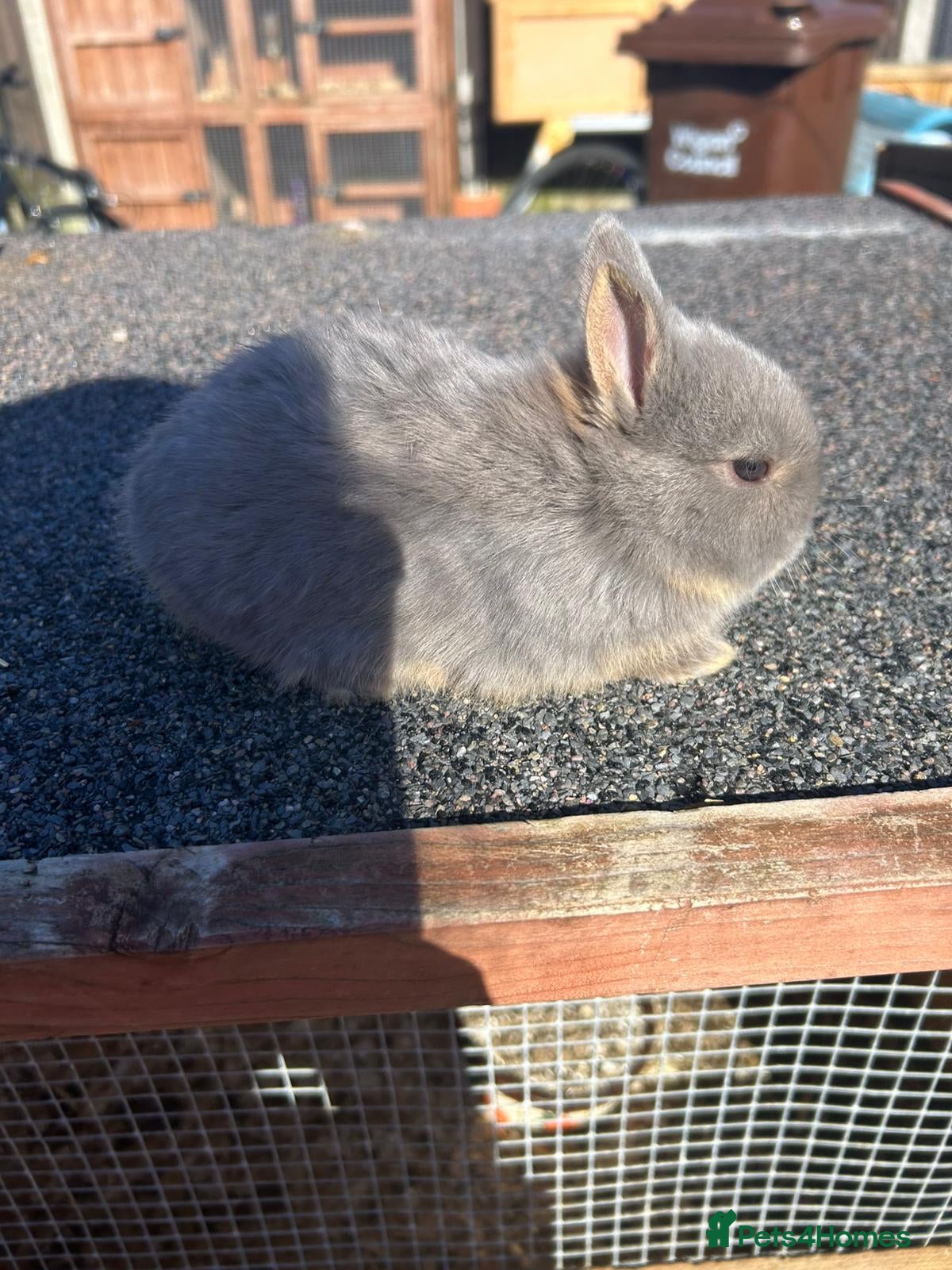 Netherland Dwarf rabbits Rare lilac and cream netherland dwarfs babys  - Advert 1
