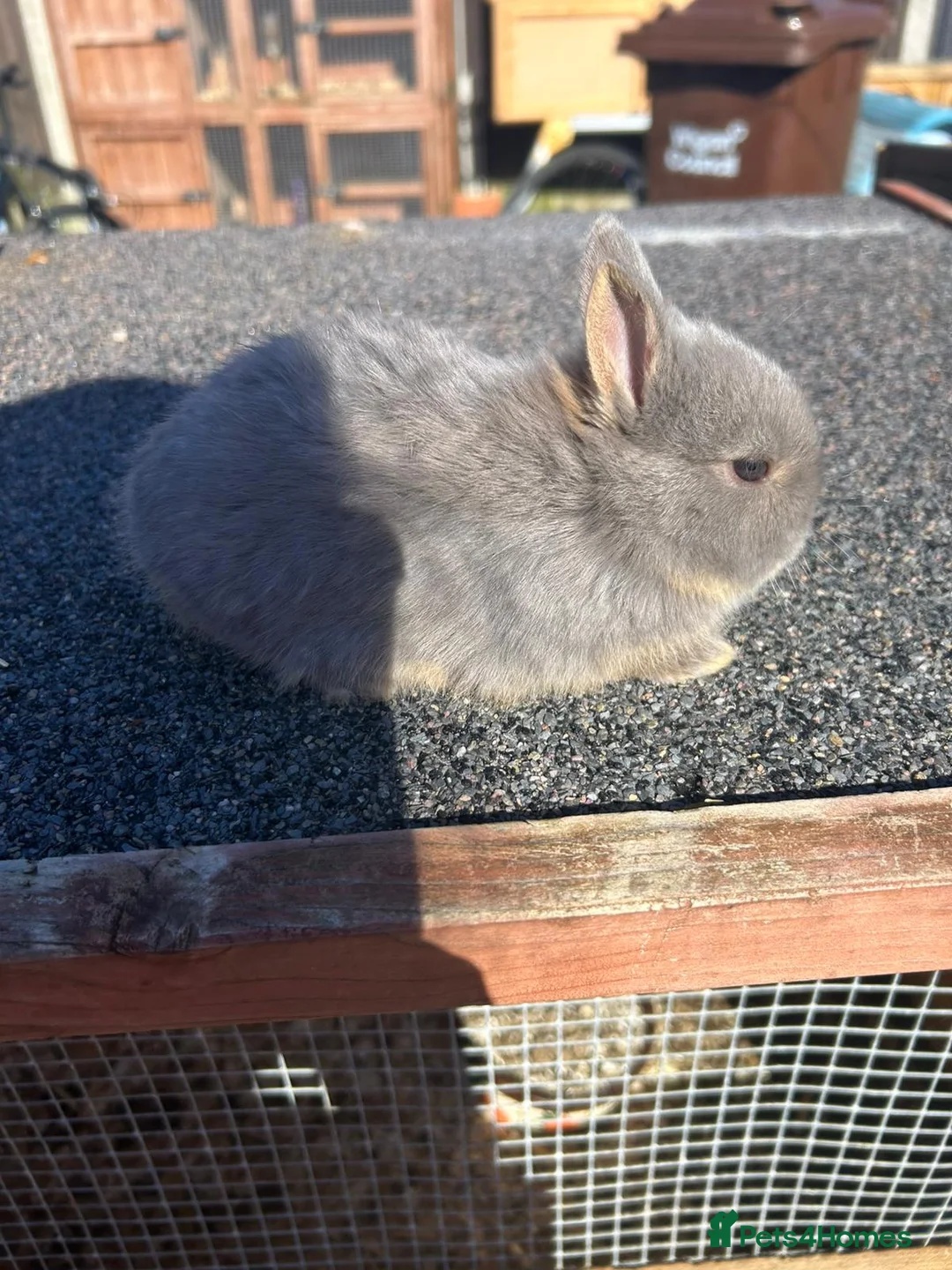 Netherland Dwarf rabbits for sale: Rare lilac and cream netherland dwarfs babys  - Advert 1
