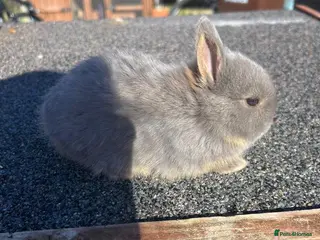 Netherland Dwarf rabbits for sale: Rare lilac and cream netherland dwarfs babys - Advert 1