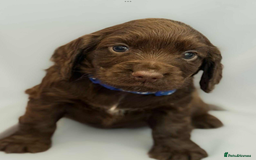 Cocker Spaniel dogs for sale: Cocker spaniel pups KC REG & COUNCIL LICENSED  - Image 6