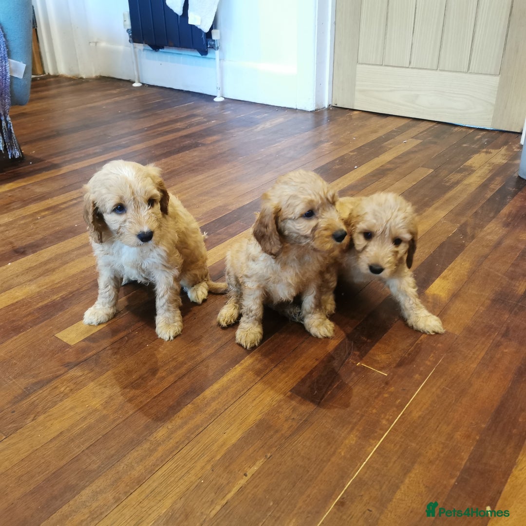 Cockapoo dogs for sale: F1 COCKAPOO PUPPIES FOR SALE  - Image 7