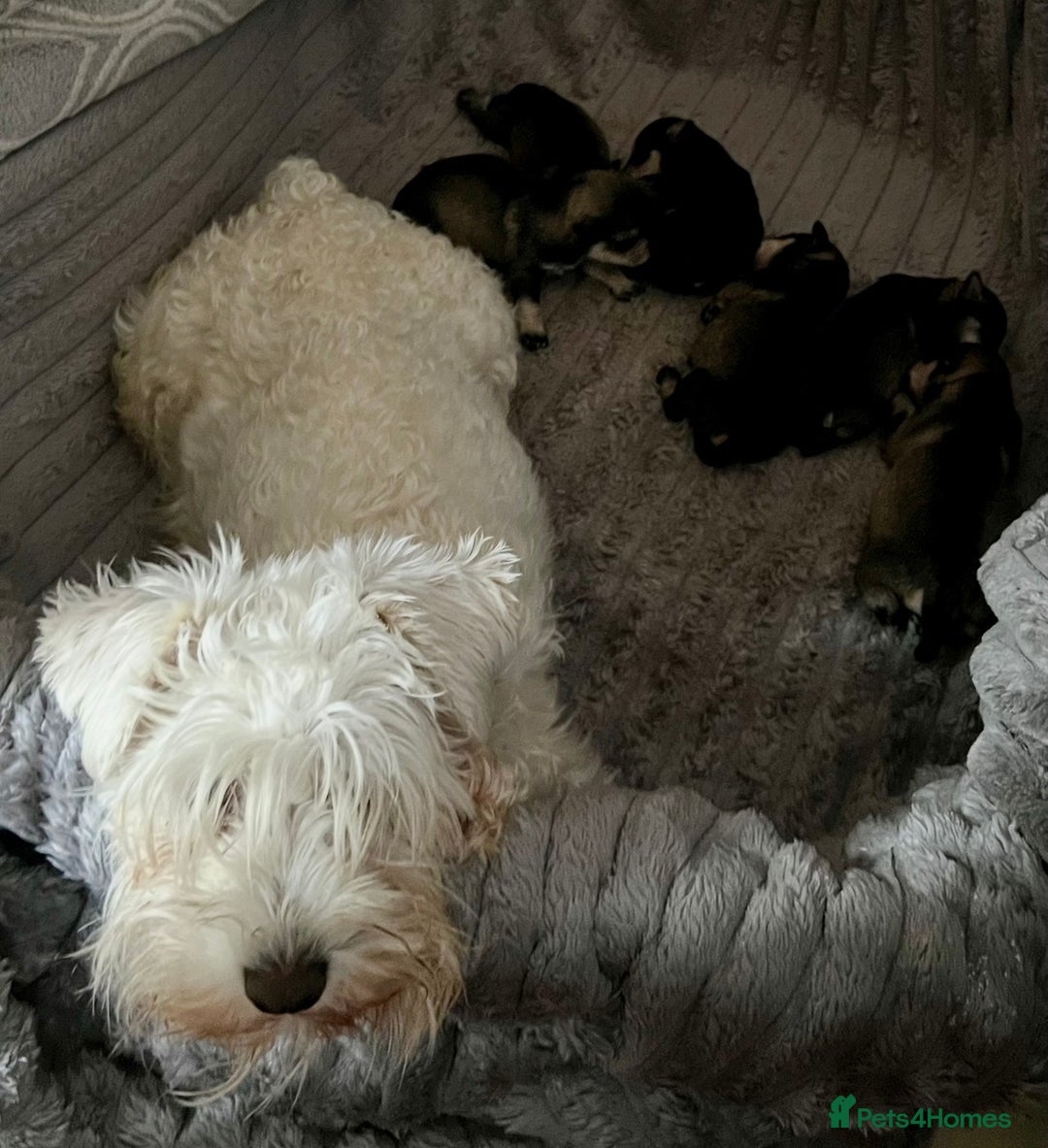 Miniature Schnauzer dogs for sale: 🤎🖤🩶Stunning Miniature Schnauzer Pups🩶🖤🤎 - Advert 9